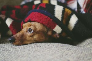 Why Is My Dog Flinching? (Explained By Vet Tech).