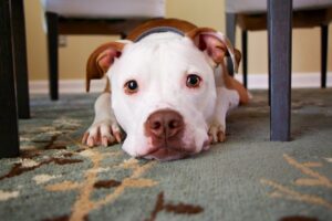 Why Is My Dog Getting Into The Trash All Of A Sudden?