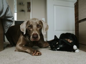 Why Is My Dog Obsessed With My Cat?