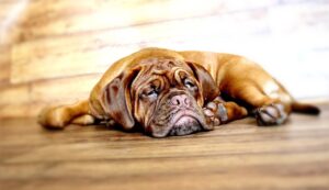 Why is My Dog Sleeping on the Floor? (Instead Of Her Bed).
