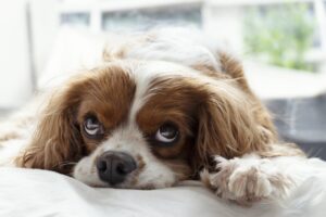 Why Is My Dog Waking Up In The Middle Of The Night To Poop?