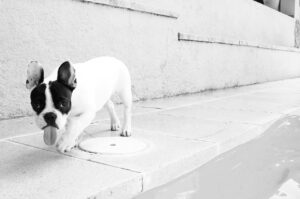 Why Is My Dog Walking Slowly? (Explained By Trainer).