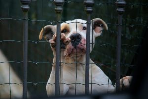 Why Is My Dog Whining In His Crate All Of A Sudden?