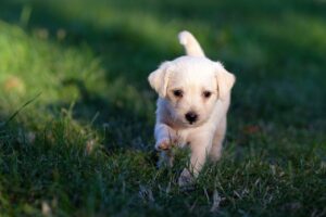 Why Is My Puppy Misbehaving All Of A Sudden? (Answered By Trainer).