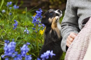 Why Won’t My Puppy Cuddle With Me? (Answered By Trainer).