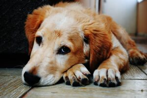 Will My Foster Dog Think I Abandoned Him?