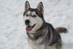 15 Worst Dog Breeds Off Leash (With Videos).