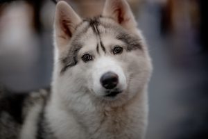 5 Types of Dog Eye Discharge (And What They Mean).