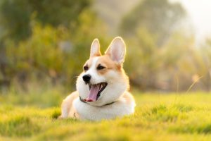 Can Dogs Eat Sweet Potatoes?