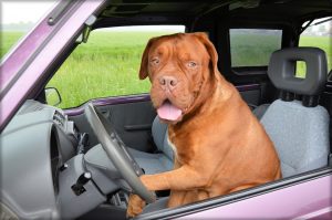 Do Dogs Understand Travel? (Answered By Trainer).