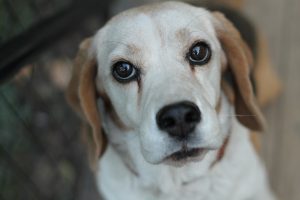 20 Dog Breeds That Weigh 30 Pounds (With Videos).