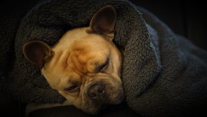 Dog Hospice and Palliative Care.