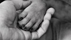 First Aid for Broken Nails on Dogs.