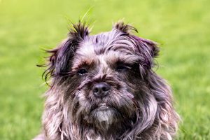 Flea Infestation Guide: How to Kill and Get Rid of Fleas.
