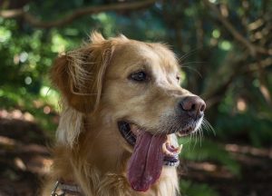 Heavy Breathing in Dogs.