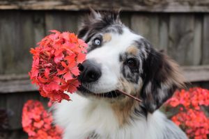 How Do Dogs Know What Is And Isn’t Food? (Explained By Trainer).