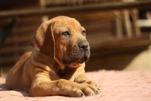 How To Stop a Puppy From Peeing in the House.