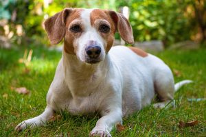 What to Know About Hydrolyzed Protein Dog Food.