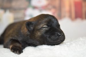 Everything You Need to Know About Puppy Teething.