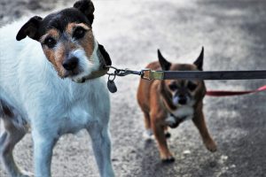 5 Unexpected Rainy Day Dangers for Dogs.
