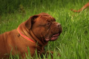 Signs of a Dog Dying of Congestive Heart Failure (CHF).
