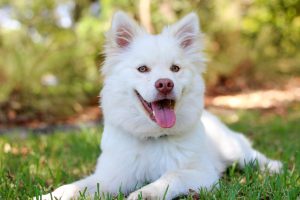 When Should You Switch From Puppy to Adult Dog Food?