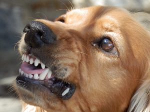 Why Do Dogs Growl & What To Do.