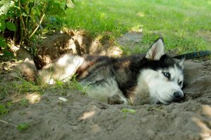 Why Do Dogs Roll on Dead Animals?