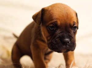Why Is My Dog Trying To Sleep Sitting Up? (Explained By Trainer).