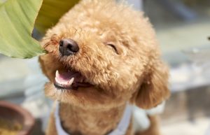 12 Large Hypoallergenic Dogs (With Videos).