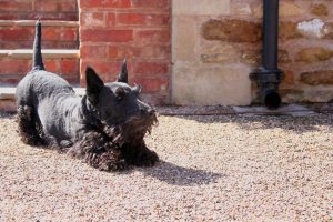 Arched Back In Dogs (Explained By Vet Tech).