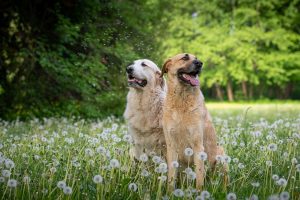 Barrel Chested Vs. Deep Chested Dogs (What’s The Difference?).