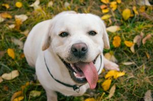 Basic dog training course without a trainer.