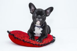 Can Dogs Be Sexually Attracted To Humans? (Explained By Vet Tech).