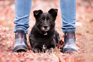 Can Dogs Recognize Their Owner’s Name? (Answered By Trainer).