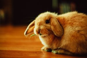 How to Travel With a Rabbit in a Car.