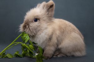 Itching and Scratching in Rabbits.