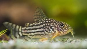 Cory Catfish Floating Upside Down: Diagnosis & Treatment.