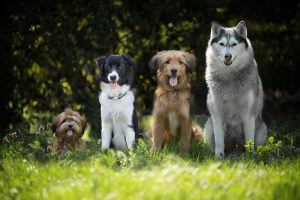 Do Dogs Have Accents? (What Affects Their Bark).