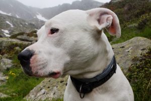 15 Dog Breeds That Look Like Cane Corsos (With Videos).