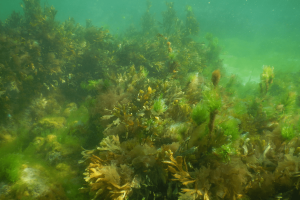 Hair Algae In Saltwater: Causes, Treatments, Eaters & More.
