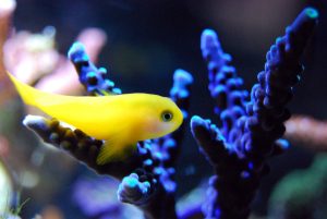 How To Light A Coral Tank: The Ultimate Guide.