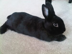 How to Care for a Havana Rabbit.