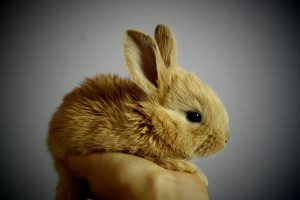 How to Care for a Velveteen Lop Rabbit.