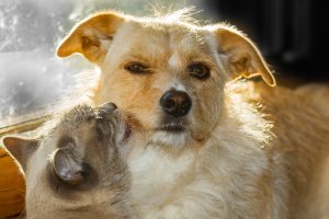 How To Introduce a Cat to a Dog.