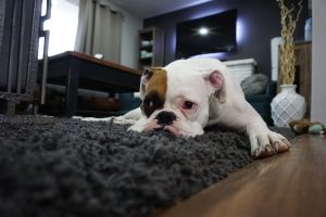 How to Keep Your Dog From Chewing and Scratching Everything.