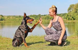 How to teach a dog the command “Give paw”.