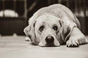 How to teach a dog the “Lie down!” command?