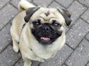 Gastritis in Dogs.