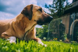 Pyoderma in Dogs.